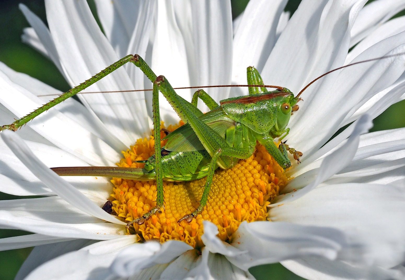 Insect Discovery with CSP Custer County Library